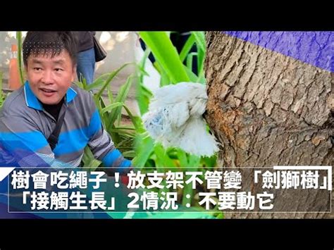 劍獅會放置在哪些地方|安平‧尋跡：劍獅、海山館、安平老街~~